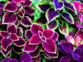 A group of coleus plants with purple leaves and green edges. The leaves have a velvety texture. The plants are in a garden or park