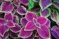 A group of coleus plants with purple leaves and green edges. The leaves have a velvety texture. The plants are in a garden or park