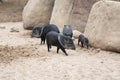 A group of collar peccaries living in the desert of the zoo Royalty Free Stock Photo