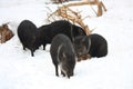 Group of collared peccary Royalty Free Stock Photo
