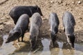 Group of collared peccary Royalty Free Stock Photo