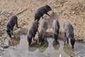 Group of collared peccary Royalty Free Stock Photo
