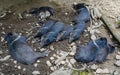 group of Collared peccary (Pecari tajacu) including newborn babies is resting on a ground....IMAGE Royalty Free Stock Photo