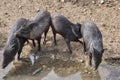 Group of collared peccary Royalty Free Stock Photo