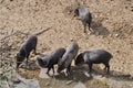 Group of collared peccary Royalty Free Stock Photo