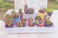 Group of collection cactus in pot on marble table background. pastel color or vintage style.