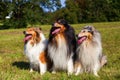 Group of collie dogs in a row