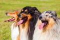 Group of collie dogs in a row