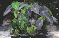 Colocasia Black Magic in plant shop