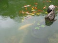 Group of coloful Chinese fish in the pond