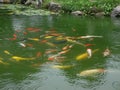 Group of coloful Chinese golden fish in the pond