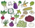 Group of color vegetables