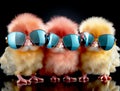 Group of colored chickens with sunglasses on black background. Collage. Crazy chick cool