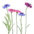 Group of colored cornflowers isolated on white background. Bachelor button flowers Royalty Free Stock Photo