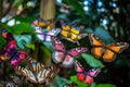 a group of colorful butterflies hanging from a tree. Generative Ai