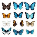 Realistic Butterfly Vectors: Multiple Types On Transparent Background