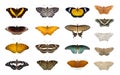 Group of colorful butterflys and moth isolated on a white background. Insect. Animal Royalty Free Stock Photo