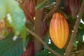 Group of colorful cacao pods