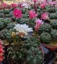 Group of Colorful cactus flowers Royalty Free Stock Photo
