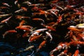 A group of colorful carp fish swimming in the fish pond. Beautiful animal background texture. Koi fish Royalty Free Stock Photo