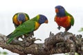 Group of colorful coconut lorikeet parrots on a tree branch