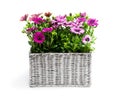 Group of colorful daisy flowers in white wicker basket isolated on white Royalty Free Stock Photo