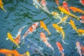 Group of colorful fancy carp fish swimming in the lake. School o Royalty Free Stock Photo