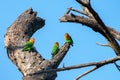 Group of colorful Fisher`s Lovebirds on tree against blue sky Royalty Free Stock Photo