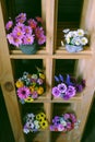 Group of colorful flower pot on wooden shelves for home decor Royalty Free Stock Photo