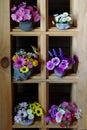 Group of colorful flower pot on wooden shelves for home decor Royalty Free Stock Photo