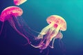 Group of colorful glowing jellyfish phyllorhiza punctata swimming in water aquarium tank. Floating bell australian