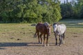 Group of colorful horses on rest in field. Animals concept. Beautiful animals backgrounds