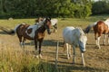 Group of colorful horses on rest in field. Animals concept.