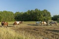 Group of colorful horses on rest in field. Animals concept. Royalty Free Stock Photo