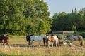 Group of colorful horses on rest in field. Animals concept.