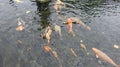 Group of colorful koi carps in pool. Brightly colored fish. Koi fish floats underwater.