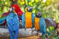 Group of colorful macaw on the tree. Beautiful nature of wildlife closeup face of a parrot is blue yellow on the green background Royalty Free Stock Photo