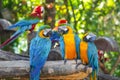 Group of colorful macaw on the tree. Beautiful nature of wildlife closeup face of a parrot is blue yellow on the green background Royalty Free Stock Photo