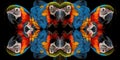 Group of colorful macaws forming a living kaleidoscope pattern against a monochromatic backdrop, showing bright plumage