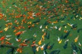 Group of colorful mirror carp fish swimming in the pond Royalty Free Stock Photo