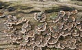 A group of colorful mushrooms - fungus colony on wooden surface - trametes versicolor, so called turkey tail Royalty Free Stock Photo