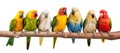 group of colorful parrots sitting in a row on tree branch Royalty Free Stock Photo