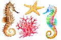 Group of colorful seahorses, red coral and starfish Royalty Free Stock Photo