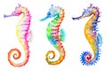 Colorful seahorses, hand drawn watercolor illustration Royalty Free Stock Photo