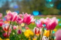 Group of colorful tulip in the garden Royalty Free Stock Photo