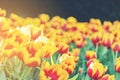 Group of colorful tulip. Orange flower tulip lit by sunlight. Soft selective focus, tulip close up, toning. Bright colorful tulip Royalty Free Stock Photo