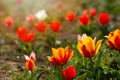 Group of colorful tulip. Purple flower tulip lit by sunlight. Soft selective focus, tulip close up, toning. Bright Royalty Free Stock Photo