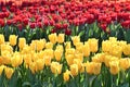 Group of colorful tulip.