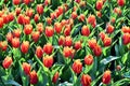 Group of colorful tulip.