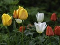 Group of colorful tulips blooming in a garden with dark moody background, selective focust